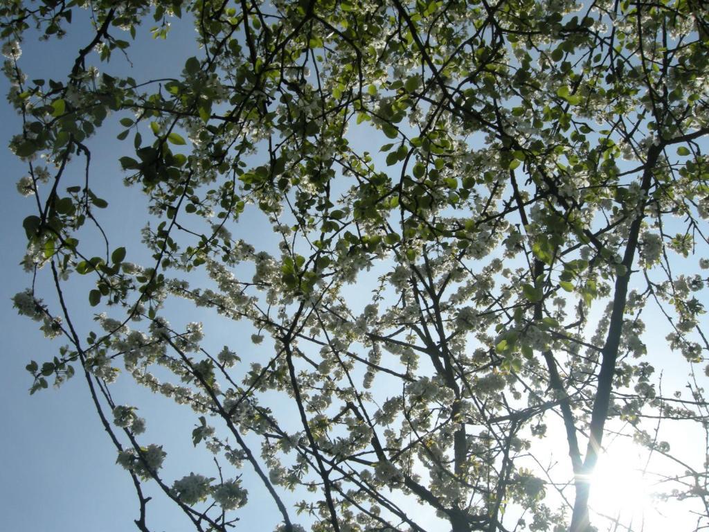 Het Groene Bed Oirschot Kültér fotó